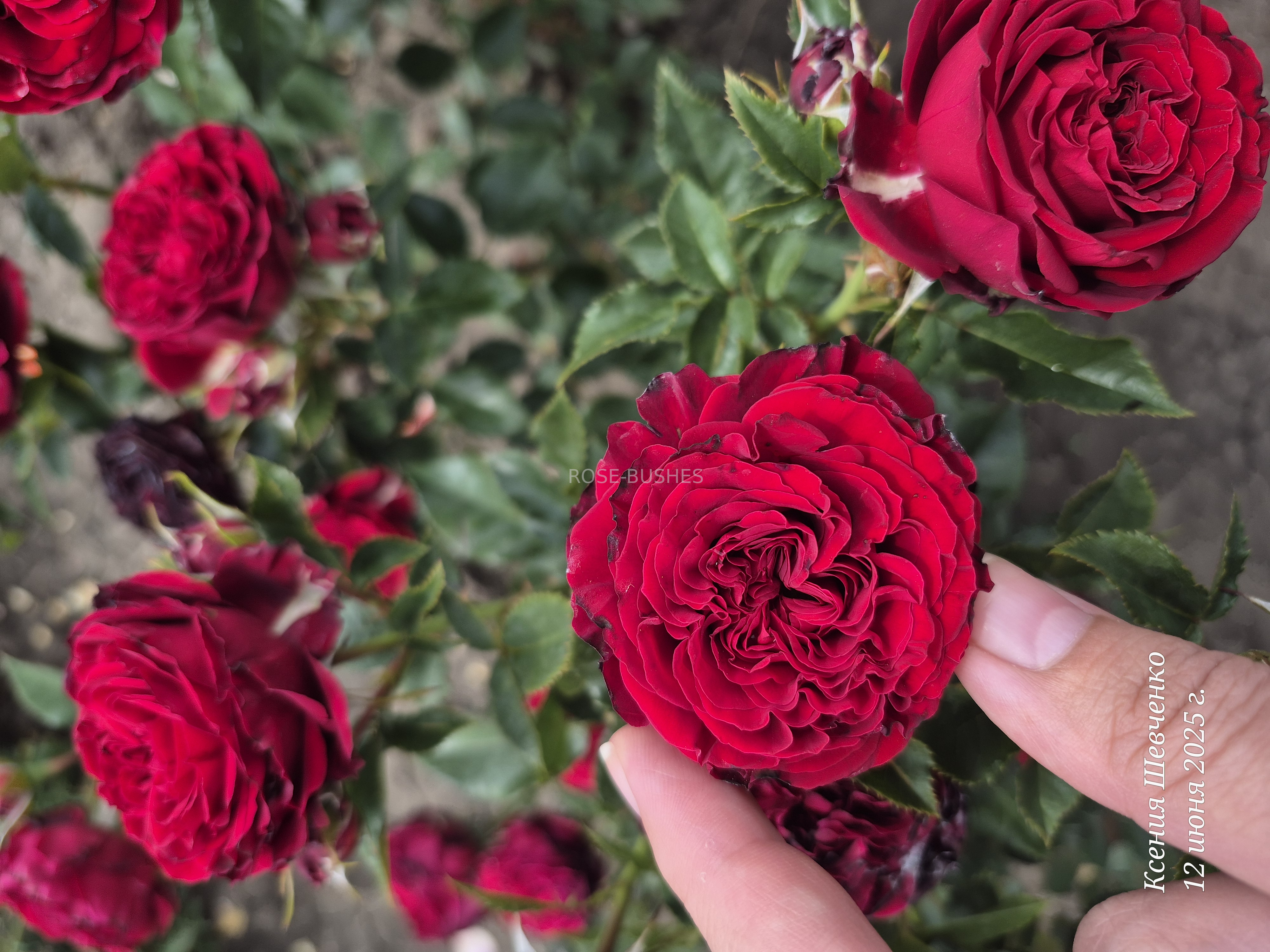 ����� ���. Mayras Red. (��, ����.)